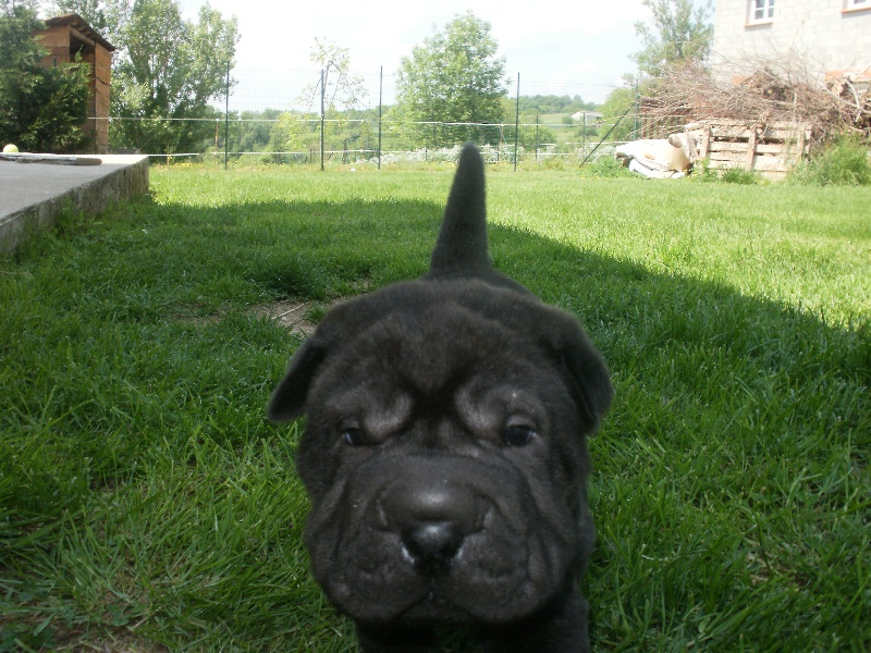 de La Fontaine Verte - Shar Pei - Portée née le 30/03/2011