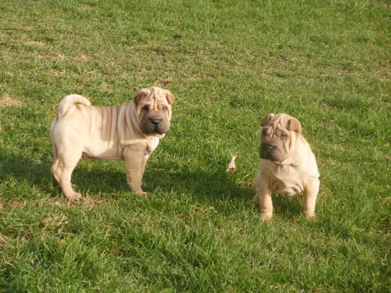 de La Fontaine Verte - Shar Pei - Portée née le 20/11/2011