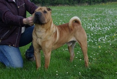 de La Fontaine Verte - Shar Pei - Portée née le 03/10/2011