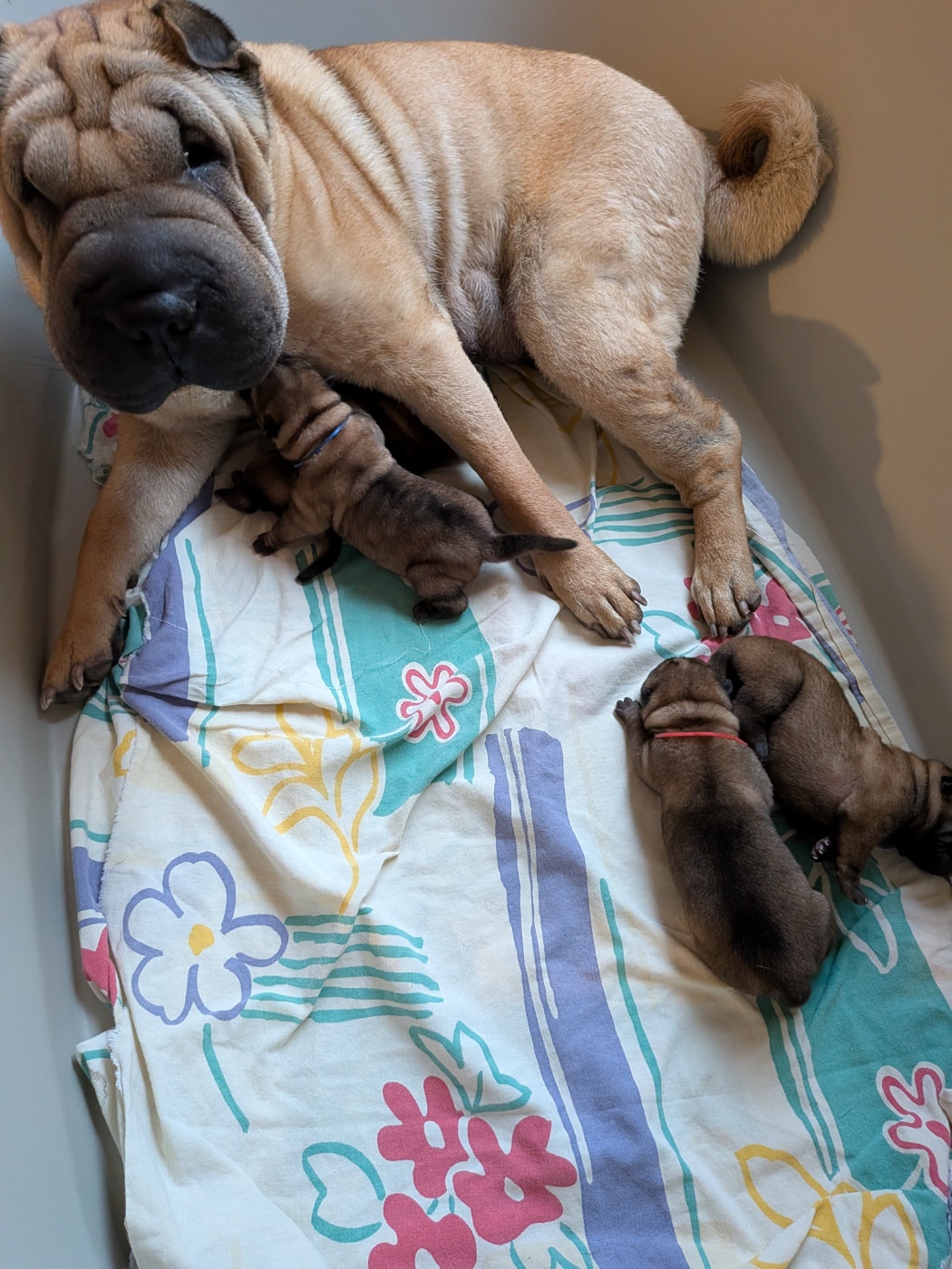 Les chiots de Ummuhane et Ricco sont nés !