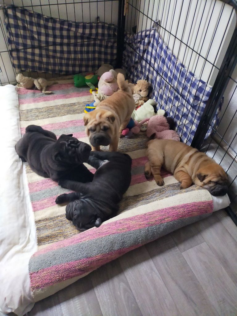 Chiots femelles à réserver! 