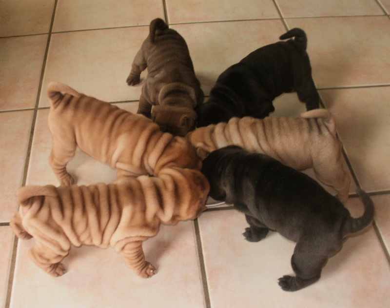 chiots du moment