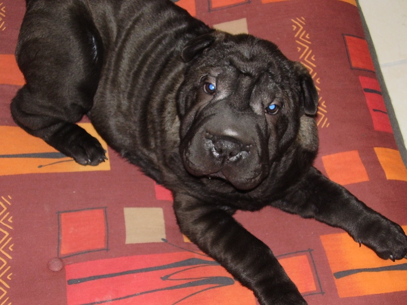 chiots vendus , leur évolution