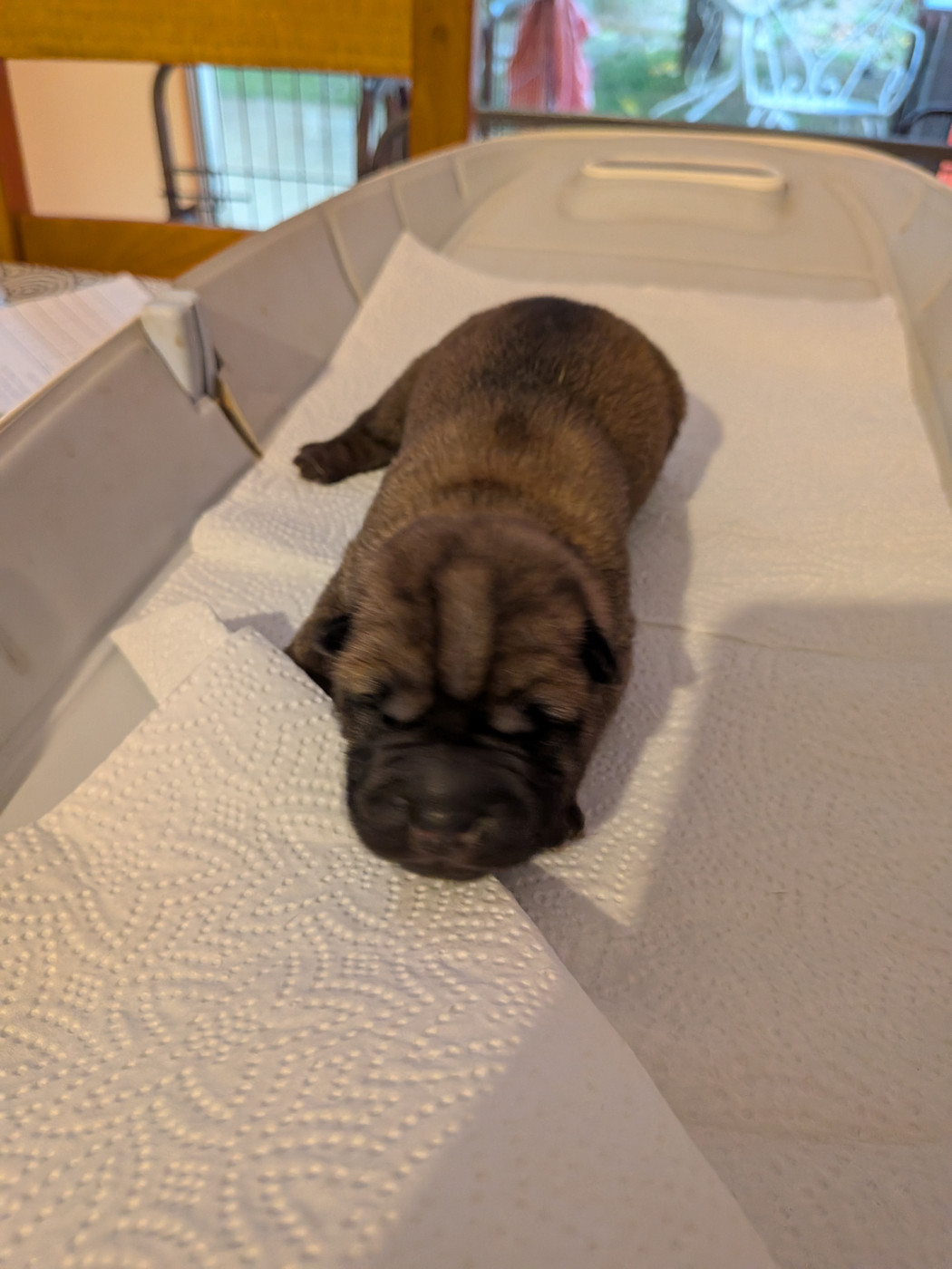 de La Fontaine Verte - Chiots disponibles - Shar Pei