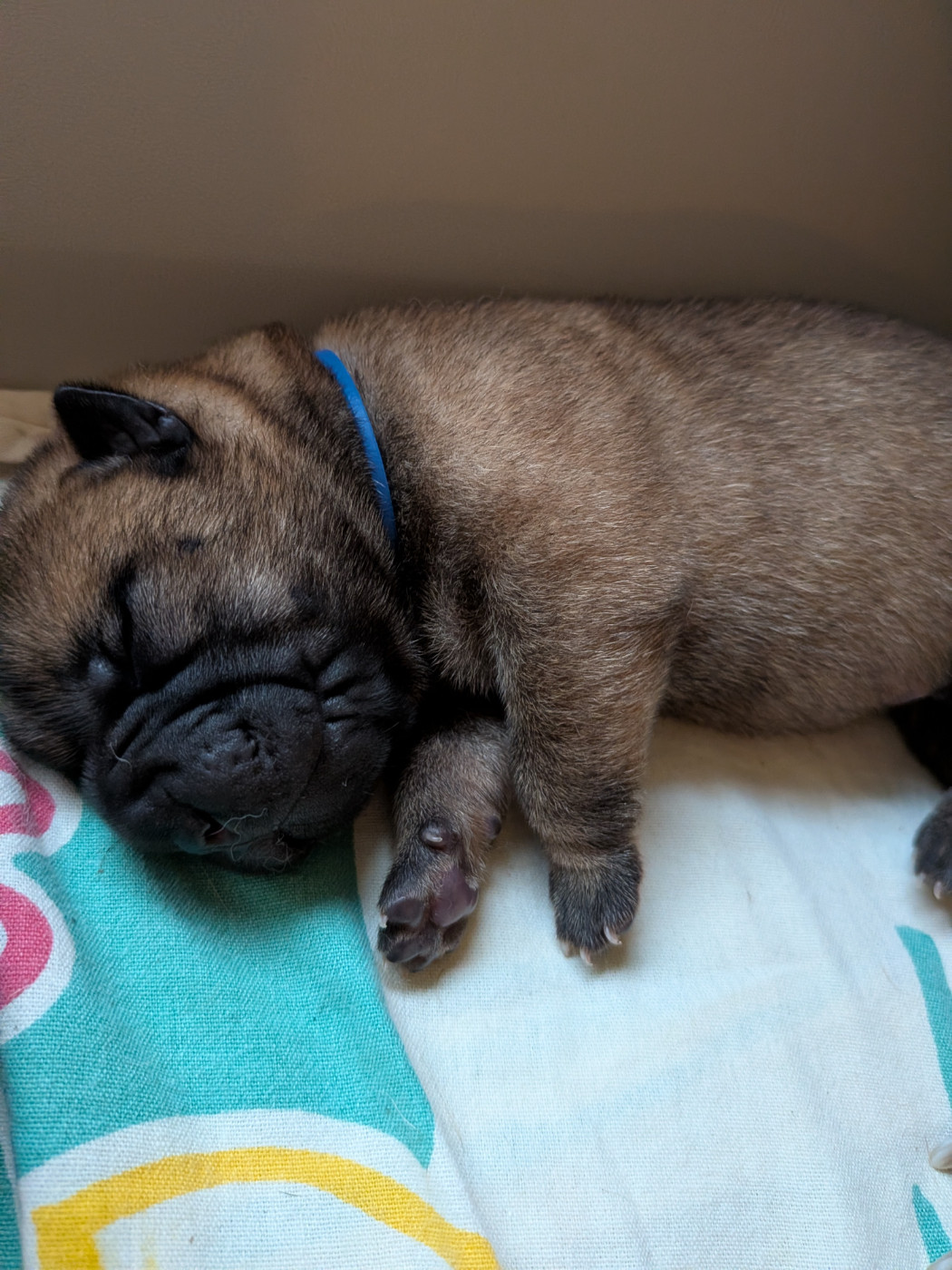 de La Fontaine Verte - Chiots disponibles - Shar Pei