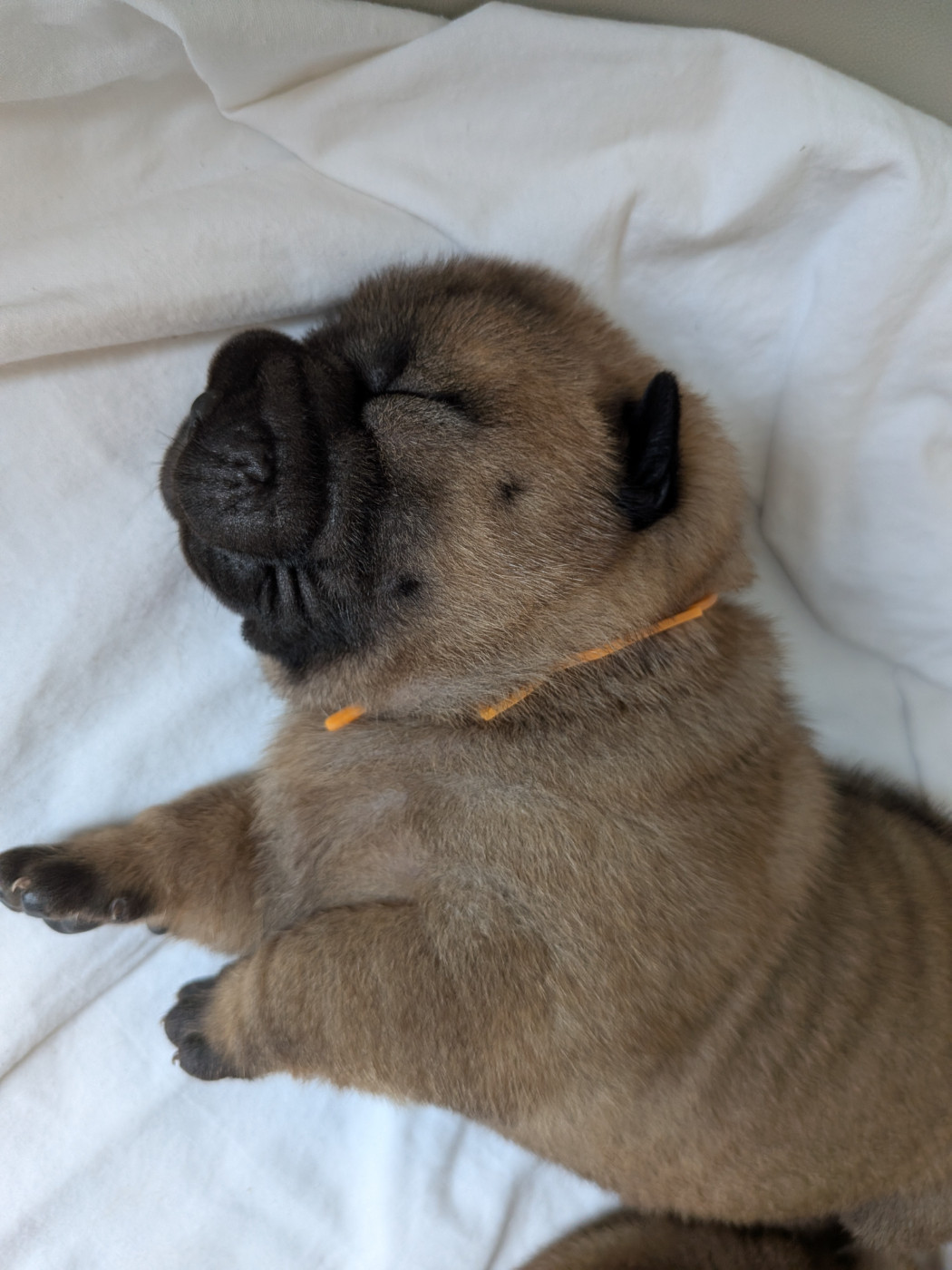 de La Fontaine Verte - Chiots disponibles - Shar Pei