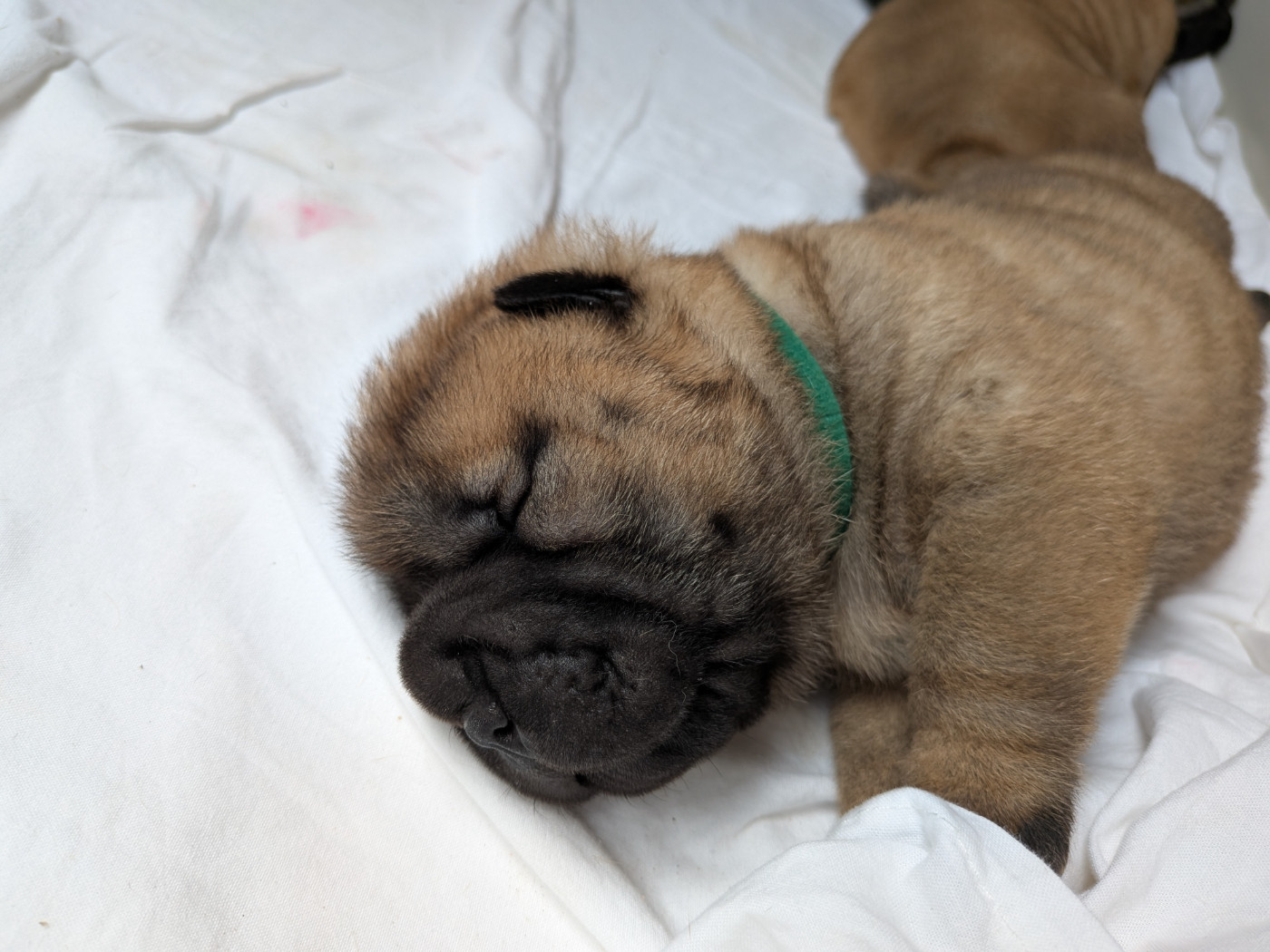 de La Fontaine Verte - Chiots disponibles - Shar Pei