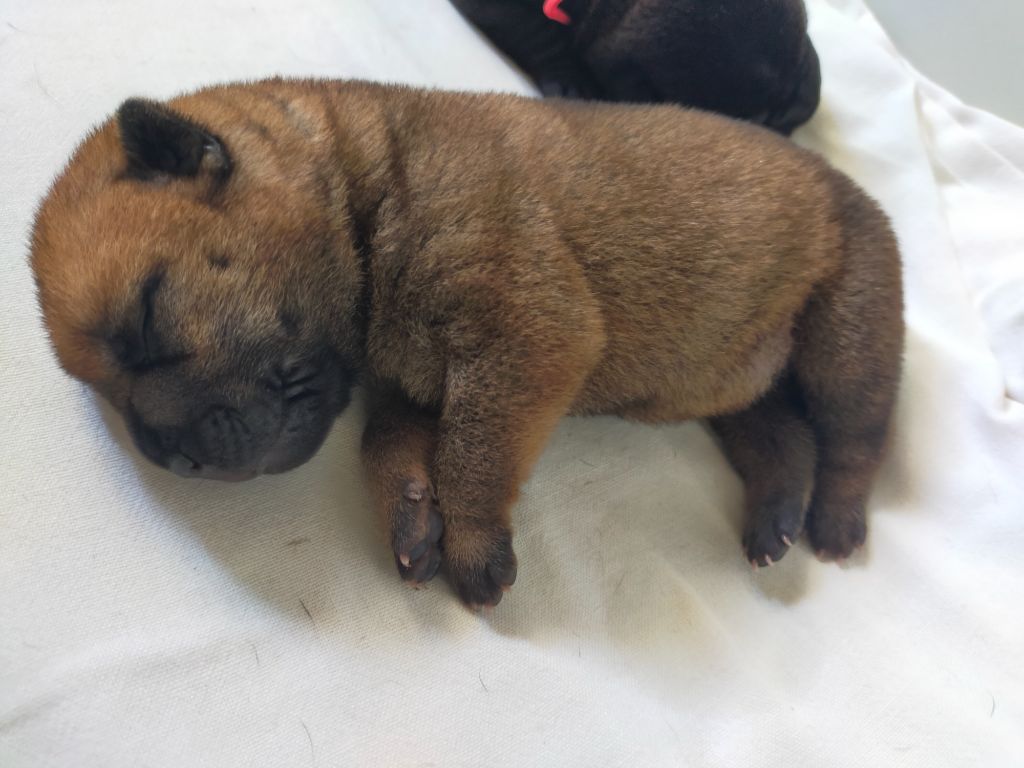 de La Fontaine Verte - Chiots disponibles - Shar Pei