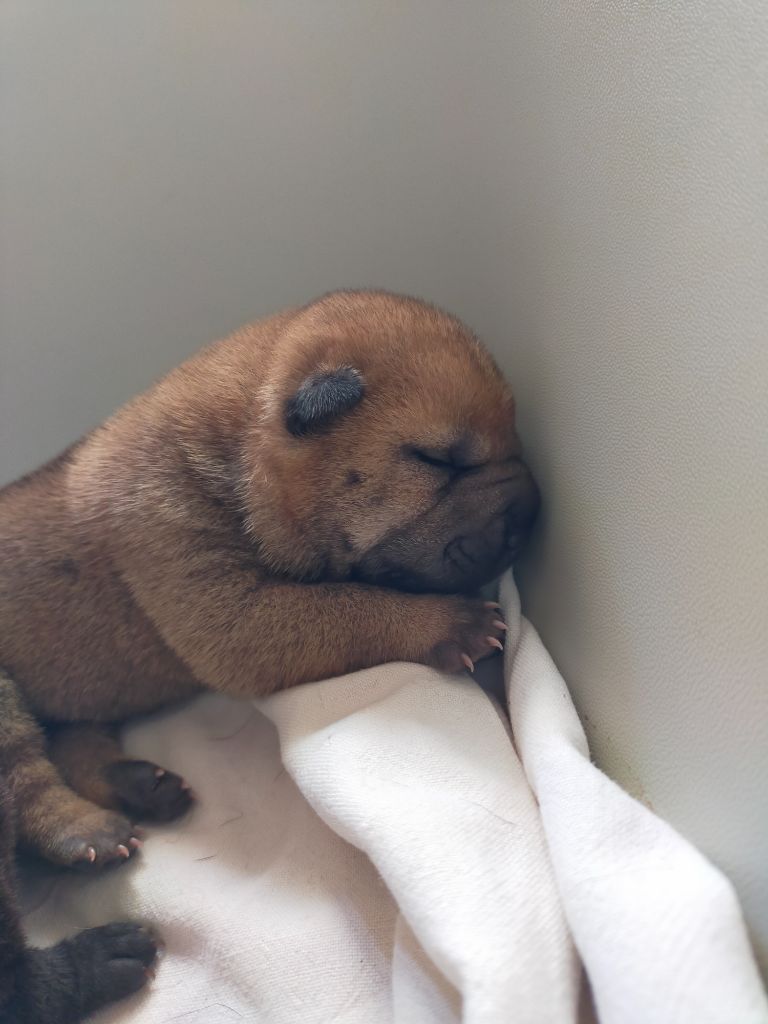 de La Fontaine Verte - Chiots disponibles - Shar Pei