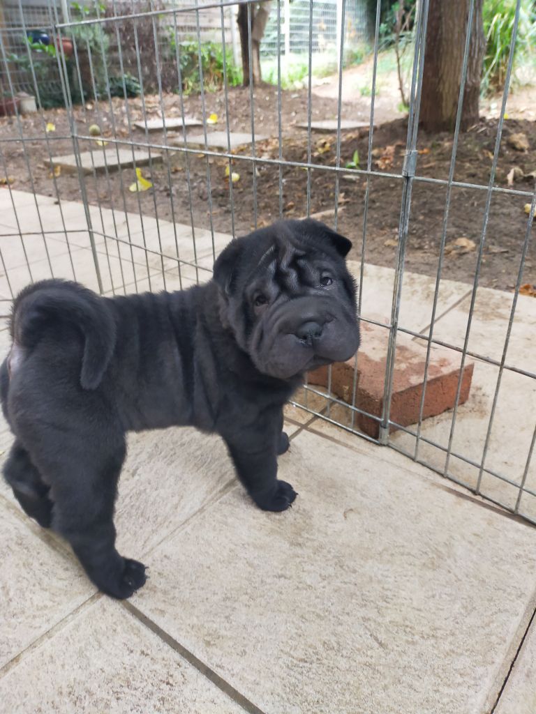de La Fontaine Verte - Chiots disponibles - Shar Pei