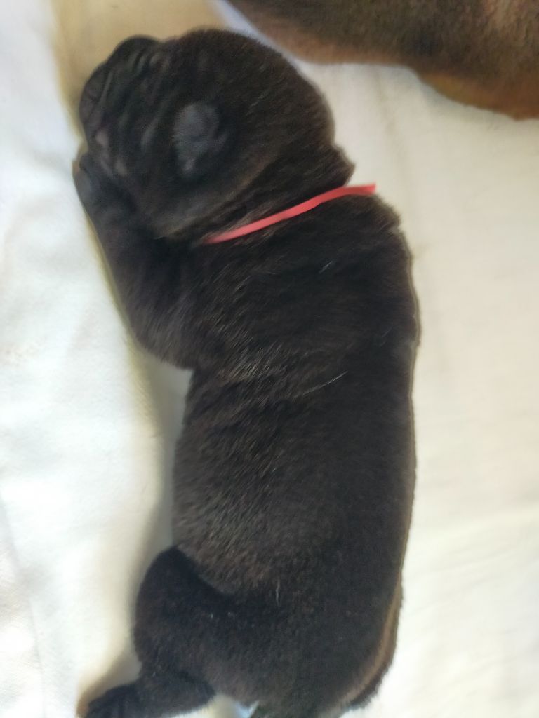 de La Fontaine Verte - Chiots disponibles - Shar Pei