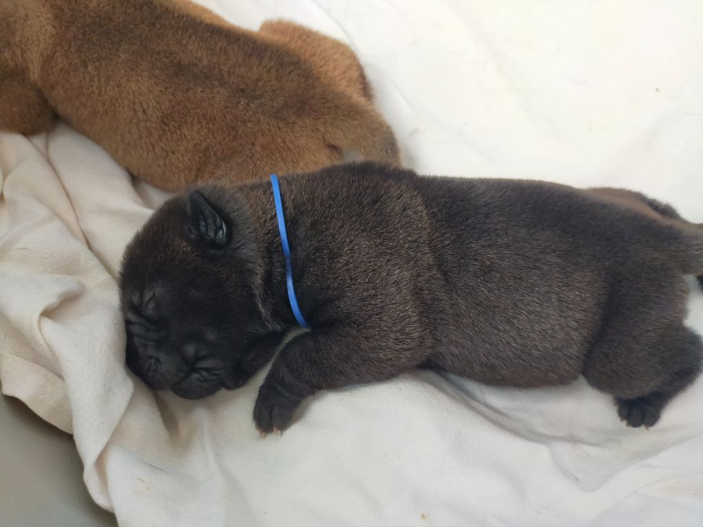 de La Fontaine Verte - Chiots disponibles - Shar Pei