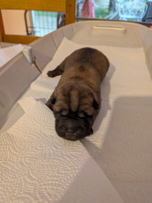 CHIOT 2