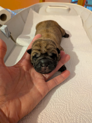 CHIOT 1