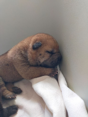 CHIOT