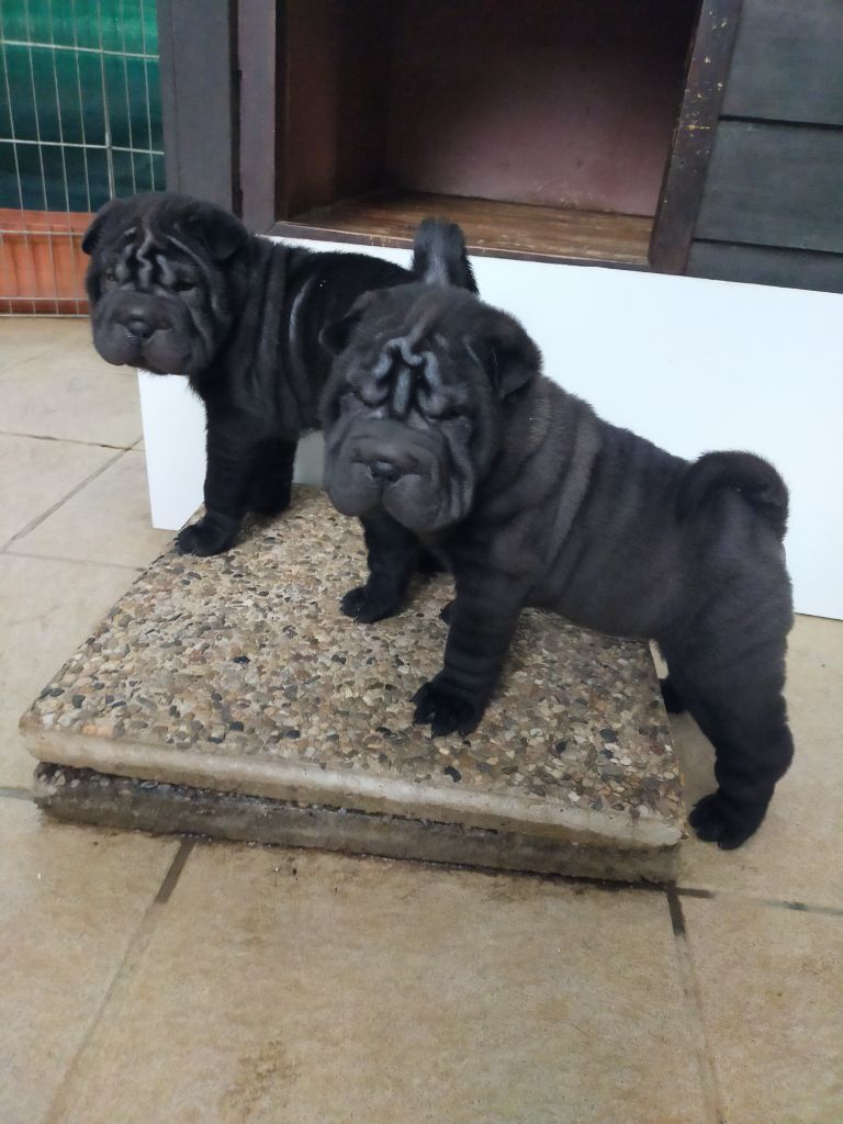 de La Fontaine Verte - Chiots disponibles - Shar Pei