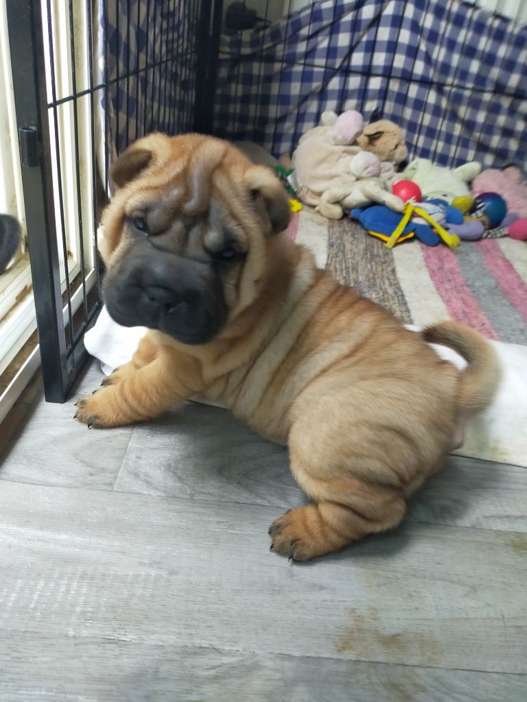de La Fontaine Verte - Chiots disponibles - Shar Pei