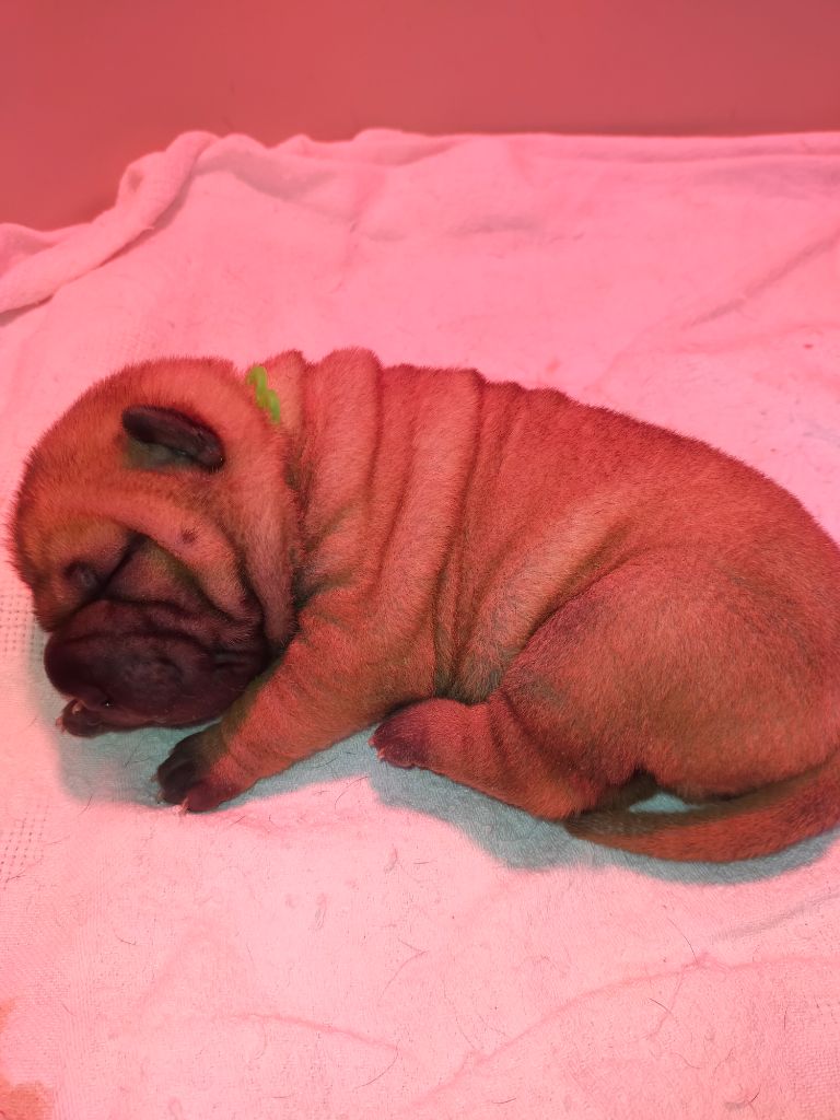 de La Fontaine Verte - Shar Pei - Portée née le 23/11/2023
