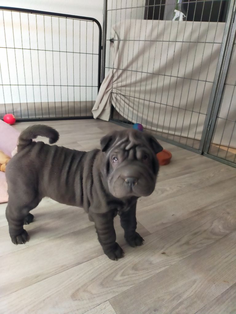 de La Fontaine Verte - Chiots disponibles - Shar Pei