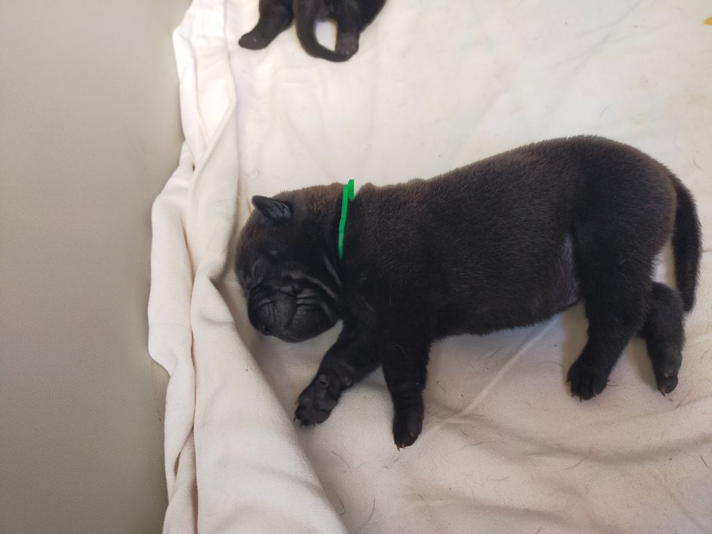 de La Fontaine Verte - Chiots disponibles - Shar Pei